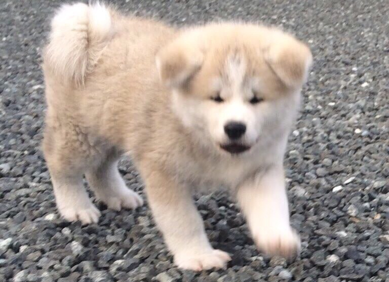 秋田犬仔犬 スライド07